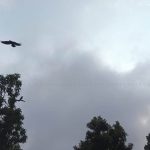 आज यी प्रदेशहरुमा ठुलो वर्षाको सम्भावना
