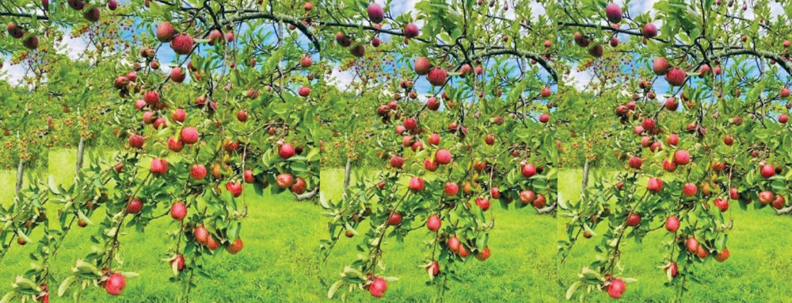 जुम्लाबाट सात हजार ३३० मेट्रिकटन स्याउ निर्यात