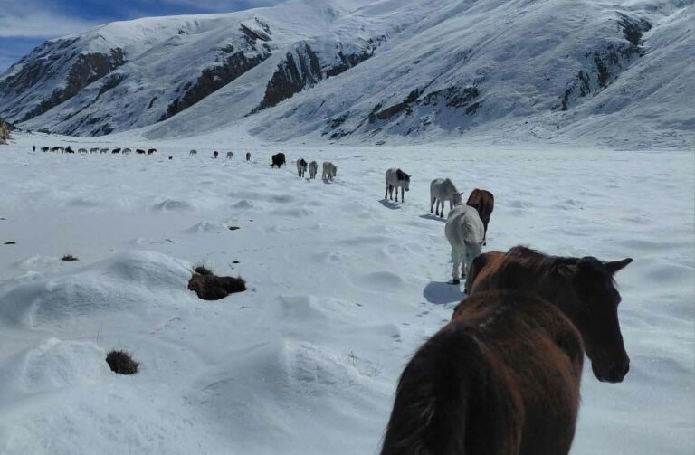 लिमीको उच्च पाटनबाट हिमपातले बेपत्ता चौरीसहित ३०७ पशुको उद्धार